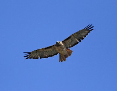 Red-tailed Hawk_1