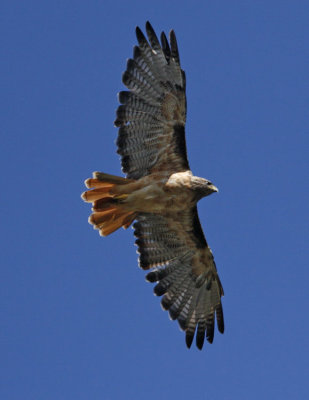 Red-tailed Hawk_2