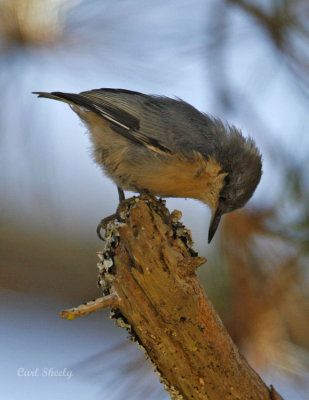 Pygmy Nuthatch