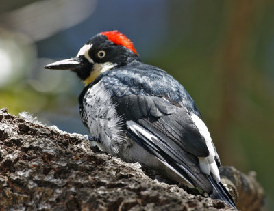 Acorn Woodpecker-2