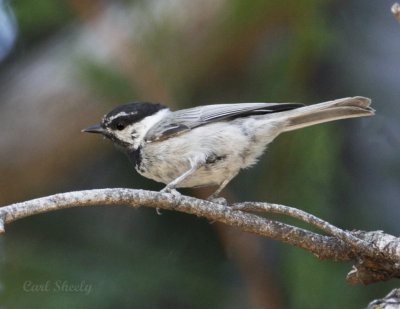 Mountain Chickadee