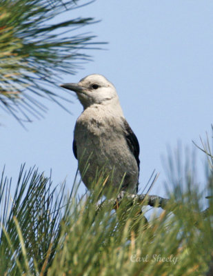 Clark's Nutcracker-2