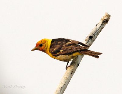 Western Tanager-1