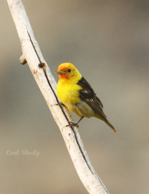 Western Tanager-2