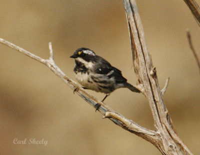 Black-throated Gray Warbler-1