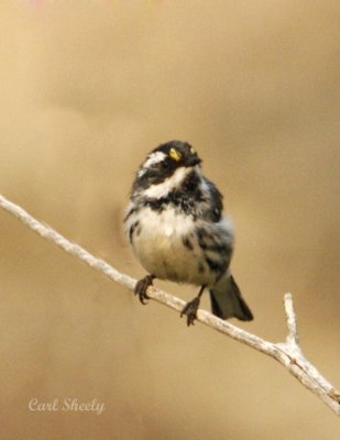 Black-throated Gray Warbler-2