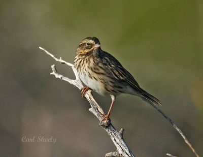 Savannah Sparrow-1