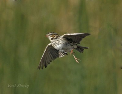 Savannah Sparrow-2