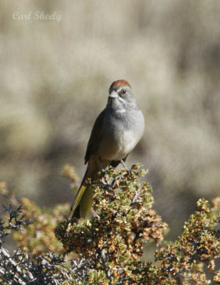 _MG_2956Green-tailedTowhee.jpg