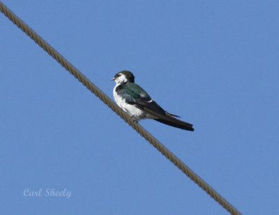 Violet-green  Swallow