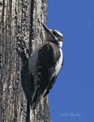 Hairy Woodpecker-2
