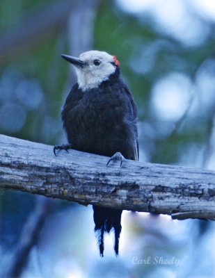 White-headed Woodpecker-1