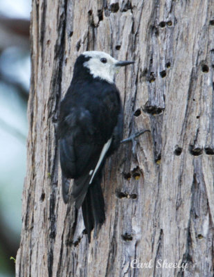 White-headed Woodpecker - female