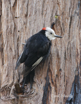 White-headed Woodpecker-3