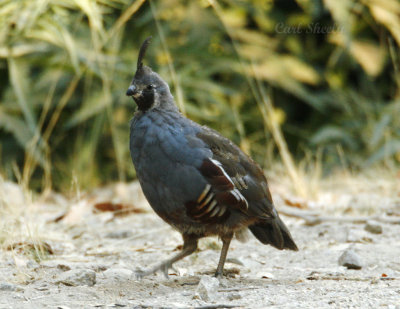 Mountain Quail-1