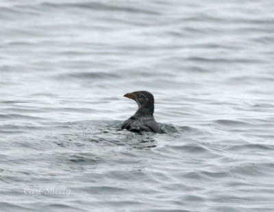 Rhinoceros Auklet