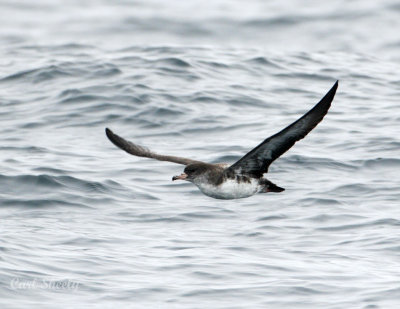 Pink-footed Shearwater-1