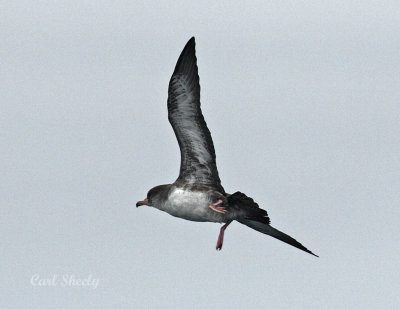 Pink-footed Shearwater-2