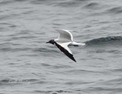 Sabine's Gull-2