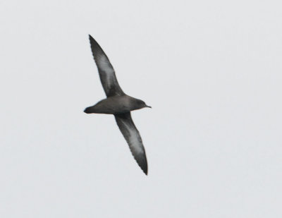 Sooty Shearwater-2