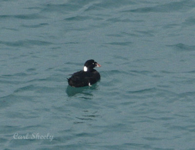 _MG_3907SurfScoter.jpg