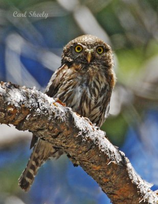 Northern Pygmy Owl-2