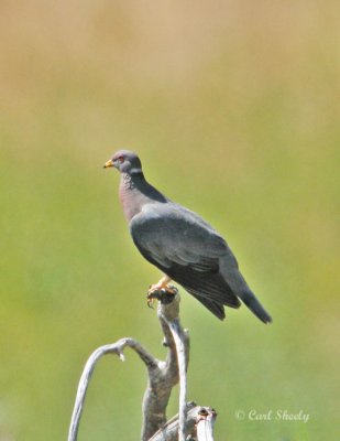 Band-tailed Pigeon