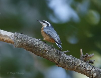 Red-breasted Nuthatch-8.jpg