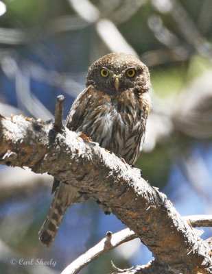 Northern Pygmy Owl