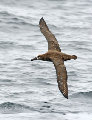 _MG_3501Albatross.jpg