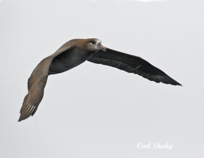 _MG_3651Black-footed.jpg