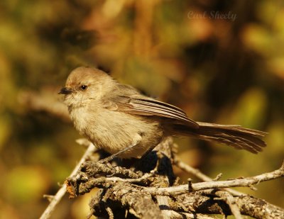 Wrentit-1