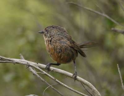 Wrentit-2