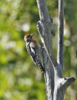 _MG_2681Red-breastedSapsucker.jpg