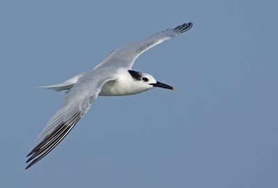 Sandwich Tern flight