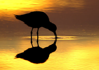 Dowitcher in gold