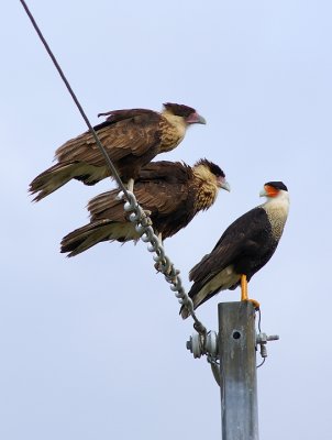 Three on a wire