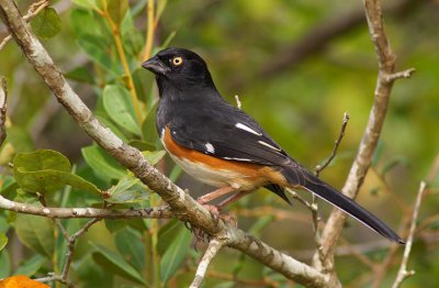 Eastern Towhee
