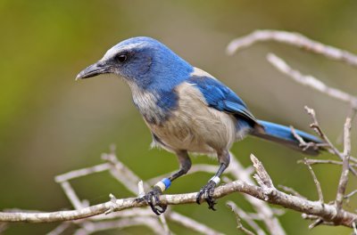 In the scrub