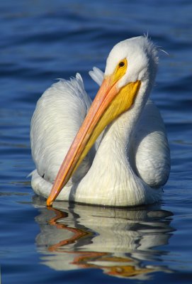 White Pelican