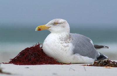 Herring Gull at rest