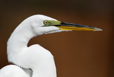 Great Egret portrait