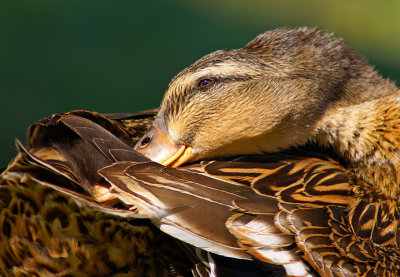 Female Mallard preening