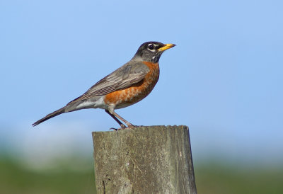 American Robin