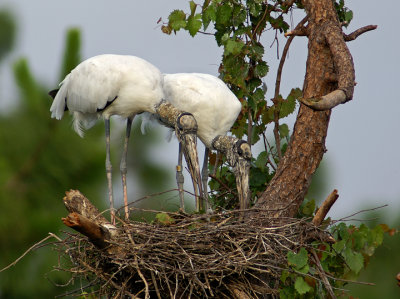 Mates nest building