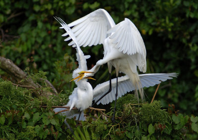 Why Egrets hate their kids!
