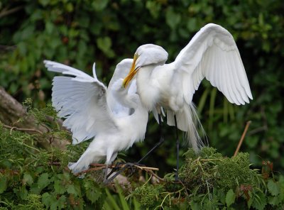 Feeding Time