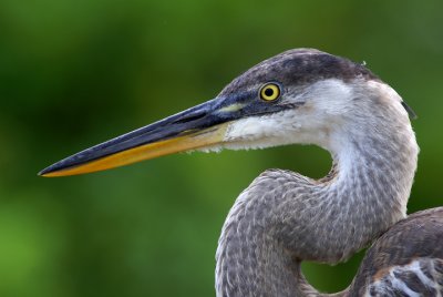 Portrait of a juvy Great Blue