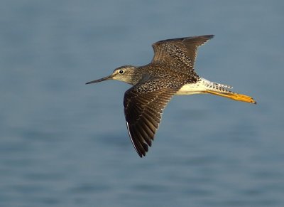 Yellowlegs