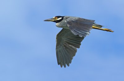 Yellow-crowned flight